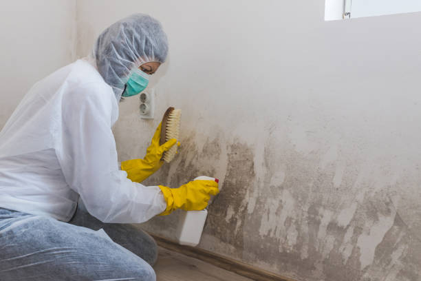 Starbuck, MN Mold Remediation Company