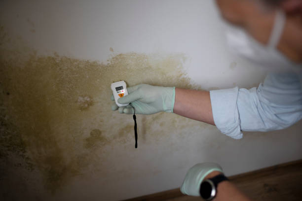 Best Post-Remediation Services in Starbuck, MN