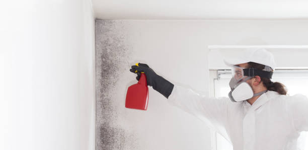 Best Mold Testing and Inspection Services in Starbuck, MN