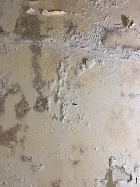 Best Mold Testing and Inspection Services in Starbuck, MN