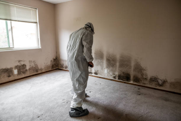 Best Commercial Mold Remediation in Starbuck, MN