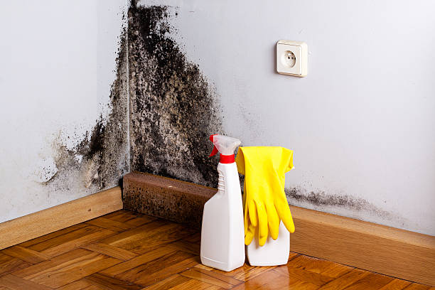 Best Attic Mold Remediation in Starbuck, MN