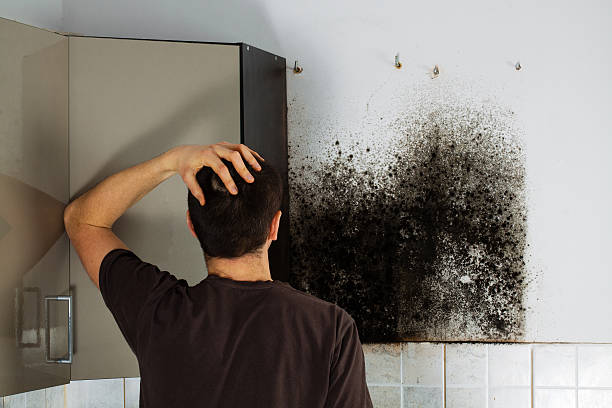 Best Basement Mold Remediation in Starbuck, MN