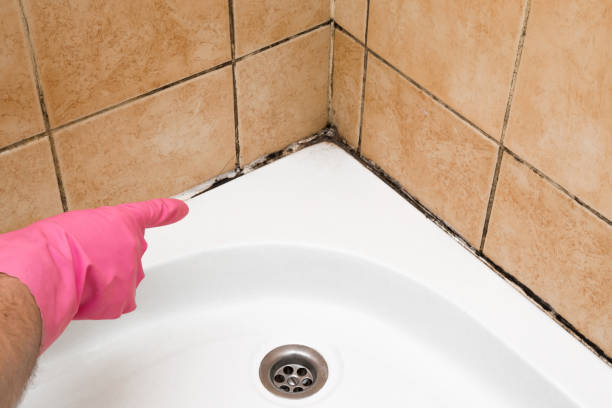 Best Insurance-Related Mold Remediation in Starbuck, MN